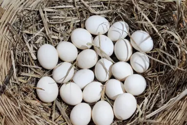 Eggs in a straw nest