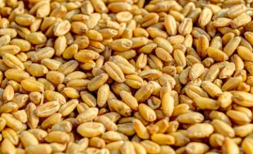 Wheat